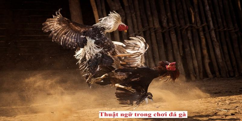 Thuật Ngữ Đá Gà – Bí Quyết Chinh Phục Mọi Trận Cá Cược